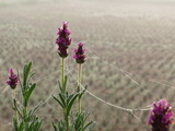 IMG_0099
