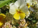 IMG_0465
