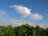 IMG_0004(1)