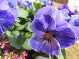 IMG_0050