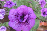 IMG_0026(1)