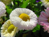 IMG_0032