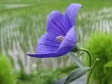 IMG_0033