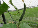 IMG_0050