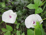 IMG_0003(1)