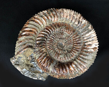 fossil