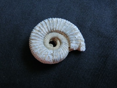 ���ե��٥�ȡ֤������Ƥߤ褦������ȯ���θ���