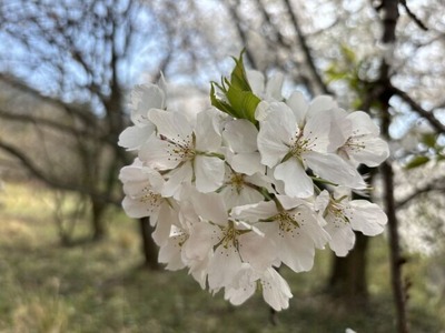 ���Ÿ�֥��Υ�״�Ϣ���٥��_����ͽ��