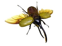 ÆÃÊÌŸ¡Öº«Ã¹ñ¡×¥Ø¥é¥¯¥ì¥¹¥ª¥ª¥«¥Ö¥È