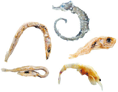 �դ����̥��٥�ȡ֥������