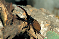 (特別展)ヘラクレス