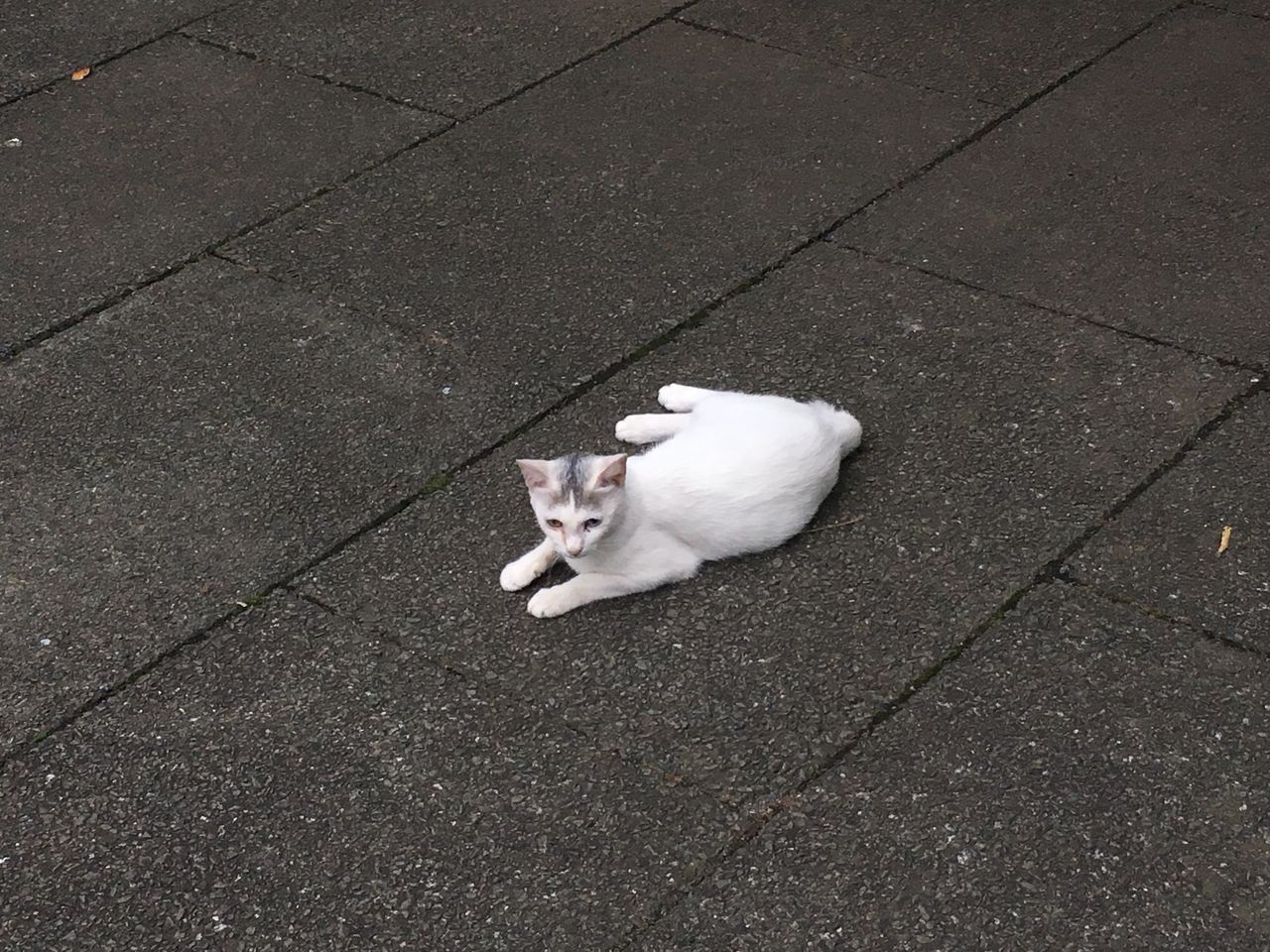 連休明けの猫三昧 東池袋中央公園 はっちの蒸し豚