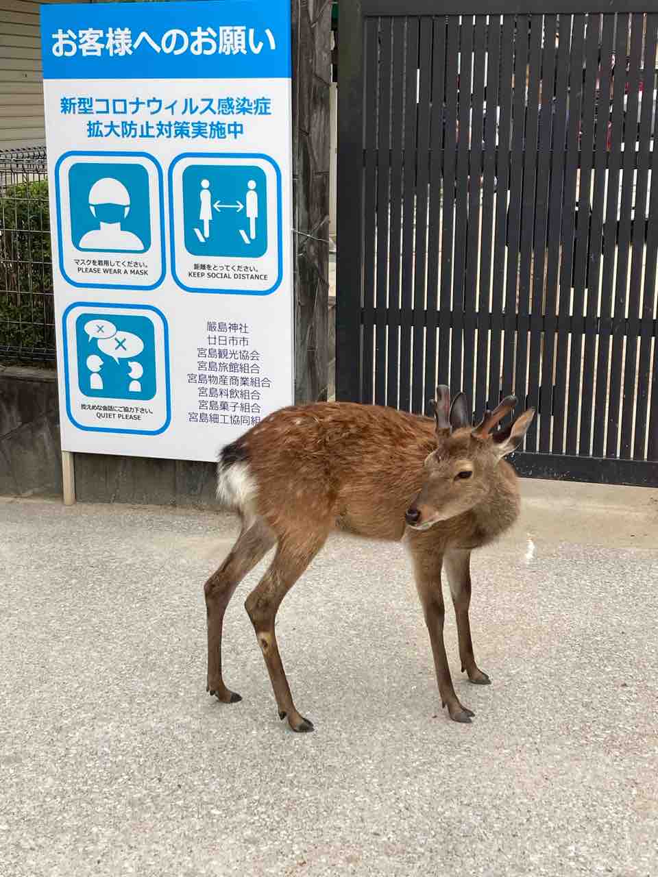 ほぼ鹿シカない 宮島30分散策 その1 広島県廿日市市 はっちの蒸し豚