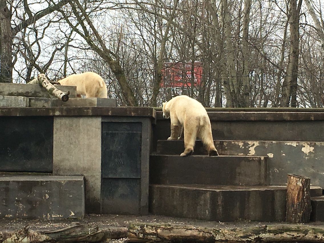ミエイスキ動物園 大きな動物 ワルシャワ はっちの蒸し豚
