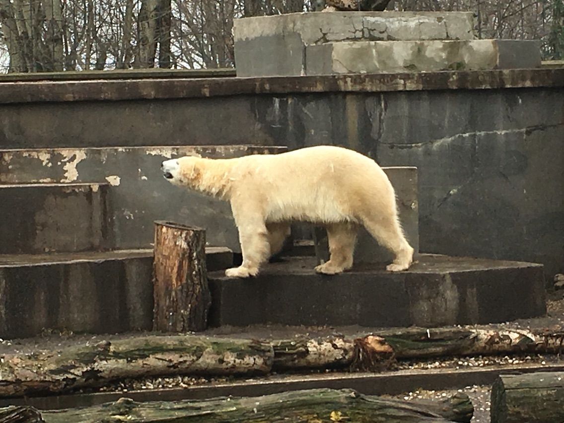 ミエイスキ動物園 大きな動物 ワルシャワ はっちの蒸し豚