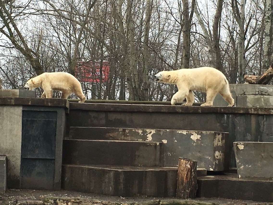 ミエイスキ動物園 大きな動物 ワルシャワ はっちの蒸し豚