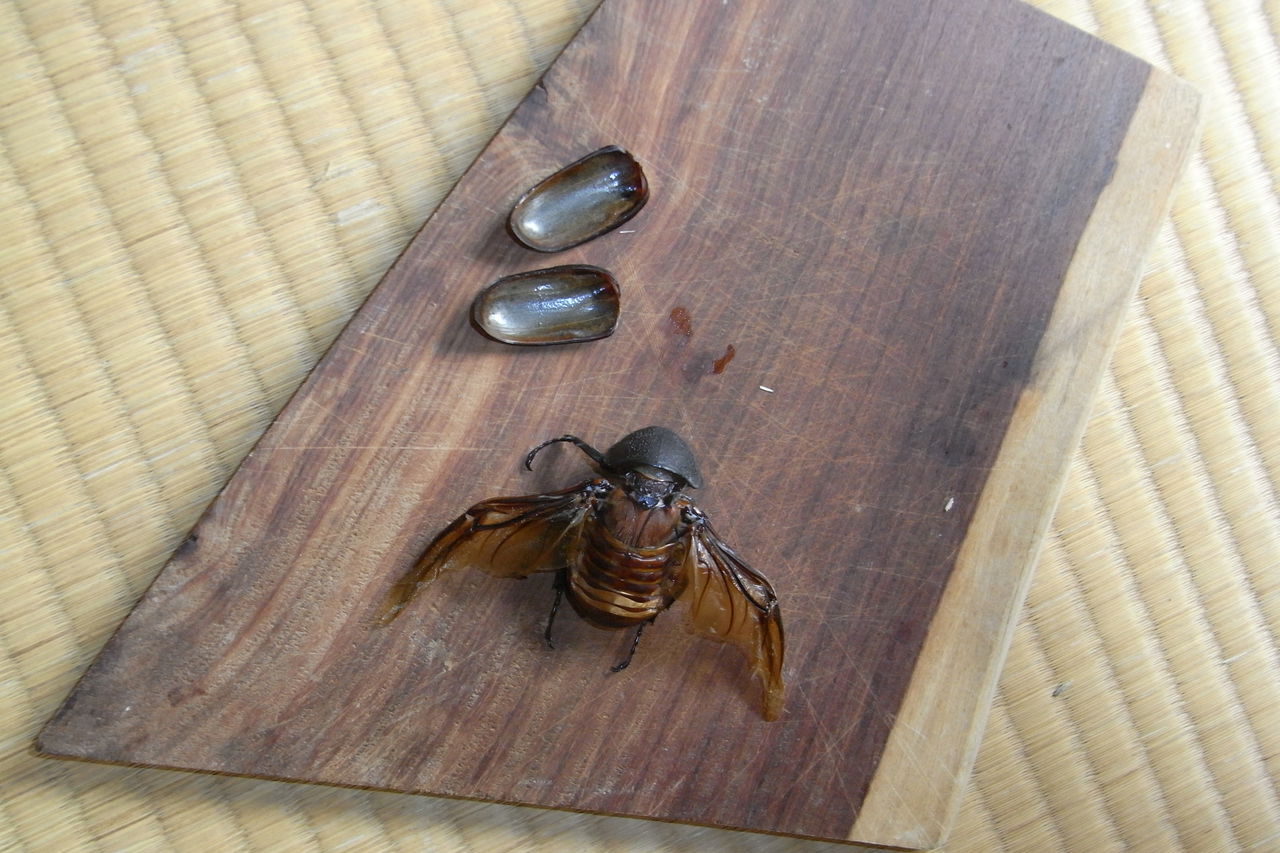 塩カブトムシ 雑記 虫菓子小屋 塩カブトムシ 雑記 虫菓子小屋