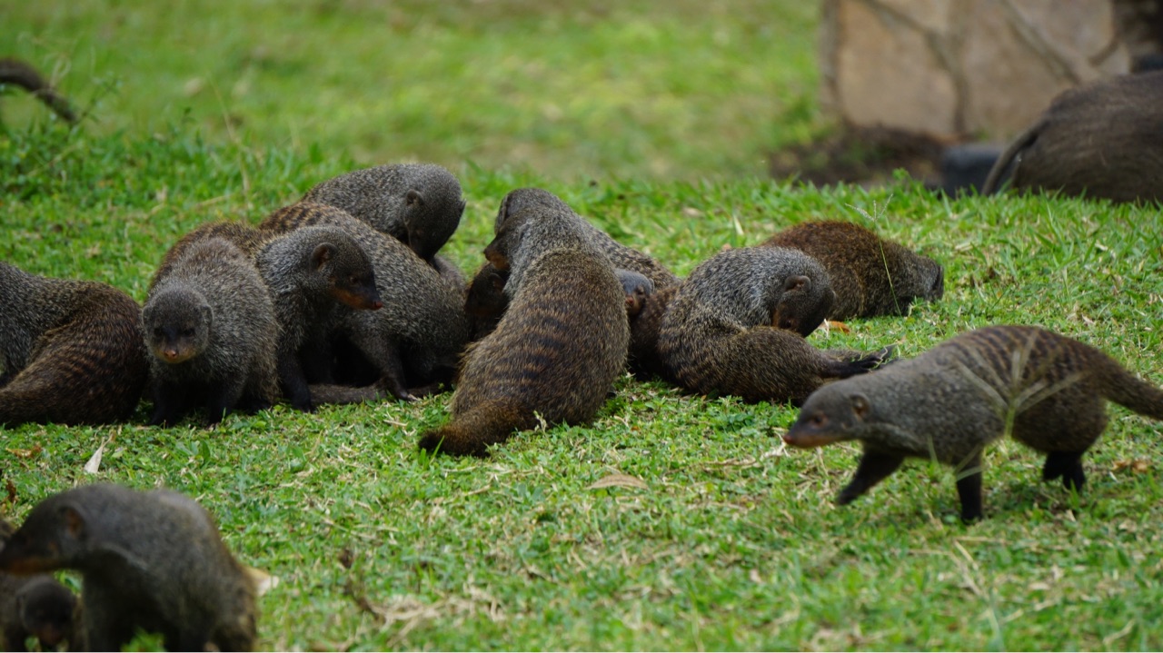 21年サバンナの旅 Part5 小型哺乳類 シリーズ完結 なないろ虫かご