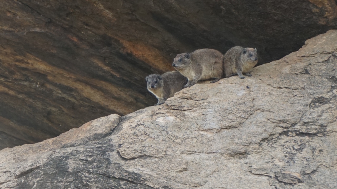 21年サバンナの旅 Part5 小型哺乳類 シリーズ完結 なないろ虫かご