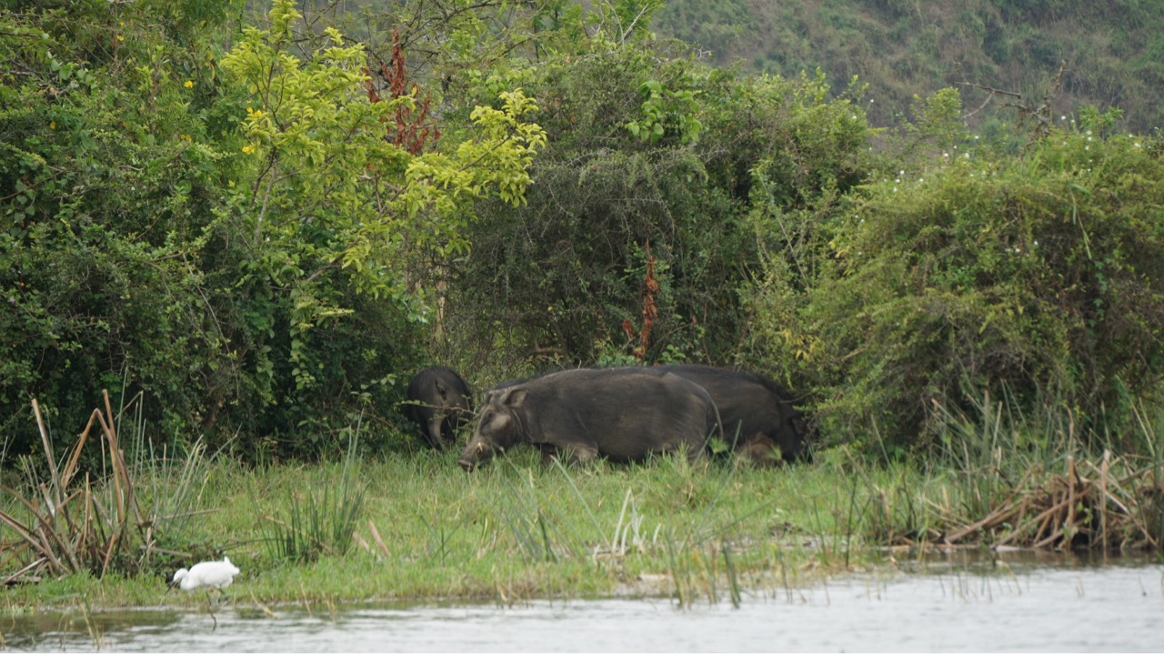 21年サバンナの旅 Part5 小型哺乳類 シリーズ完結 なないろ虫かご