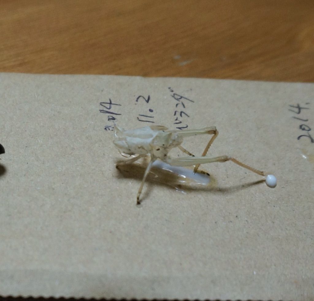 それから なないろ虫かご