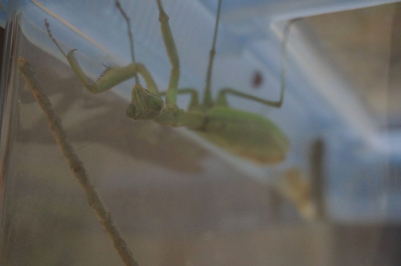 なないろ虫かご カマキリ なないろ虫かご カマキリ