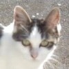 ハンニャ様