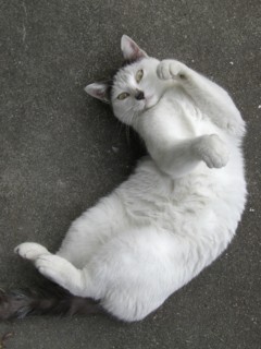 虫に捕まった猫 呪いの猫待ち受け 当たり前の話ですが持っていても別に呪われません