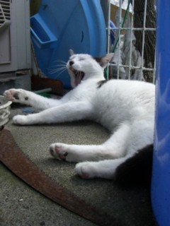 0010 6月待ち受け画像