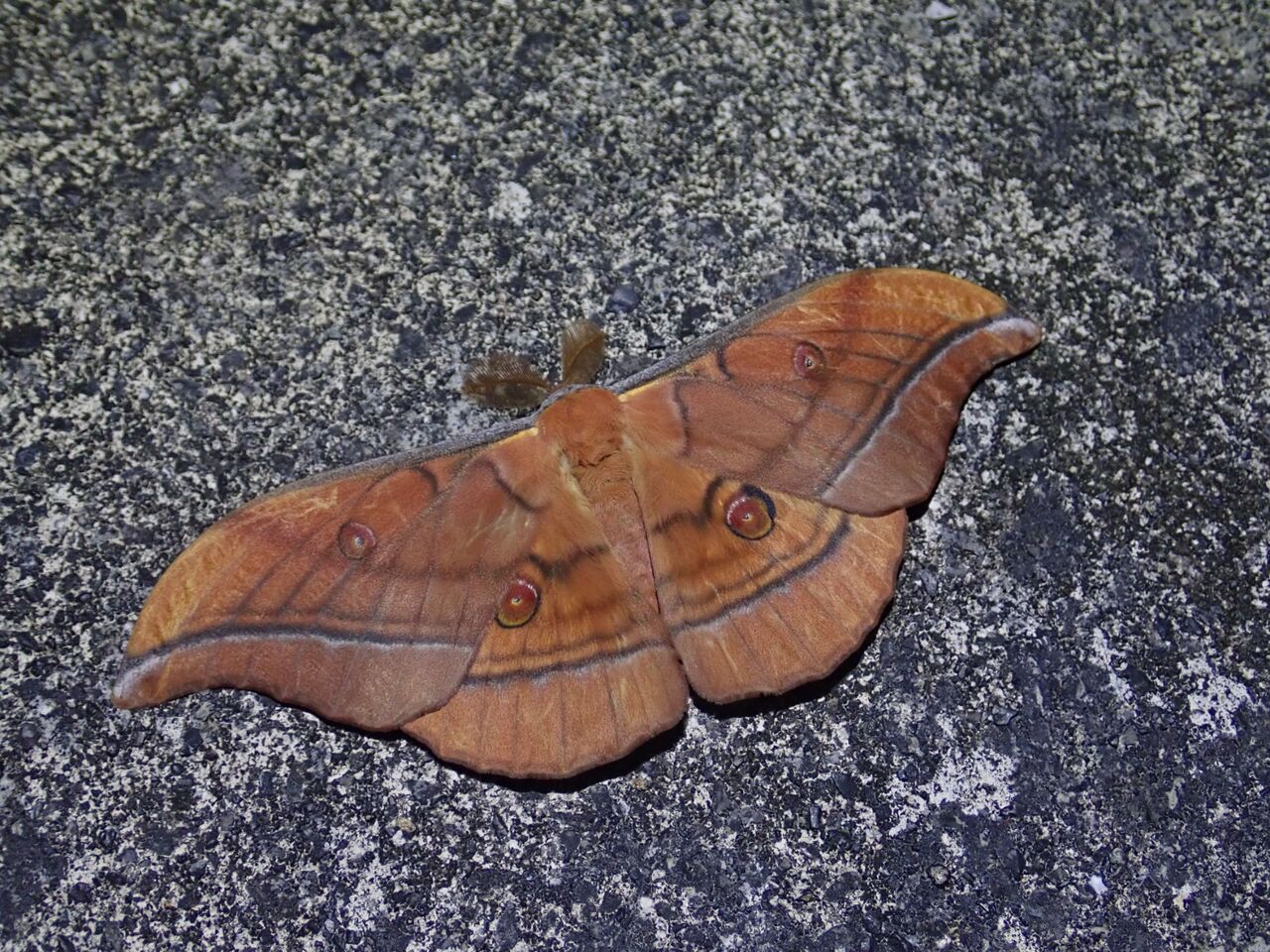 ヤママユガ科 むしもくじ