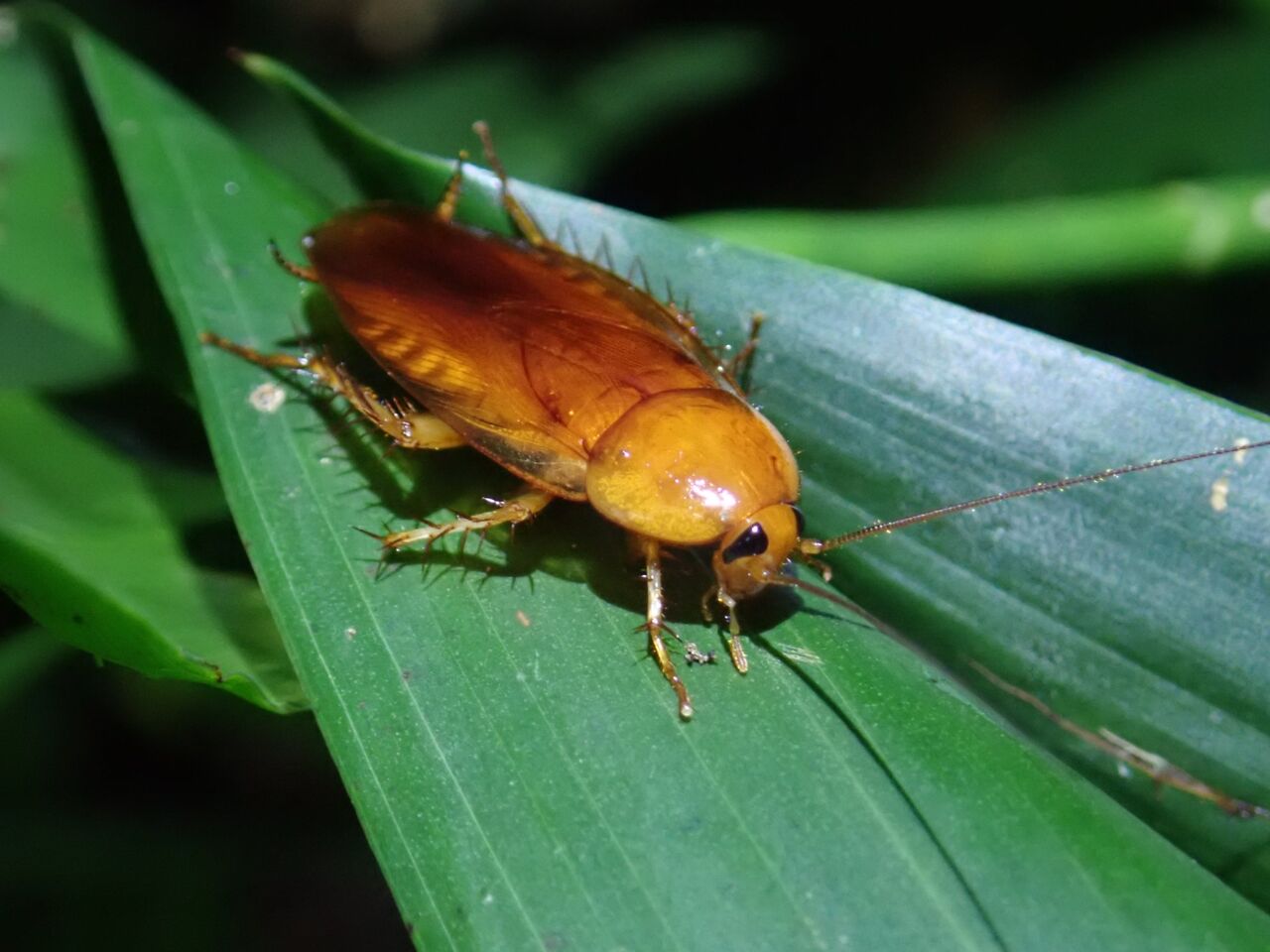 ゴキブリ目 むしもくじ ゴキブリ目 むしもくじ