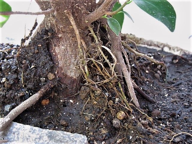 ベランダガーデン】 ガジュマルの根っこを育てる研究 （ここ1～2年の