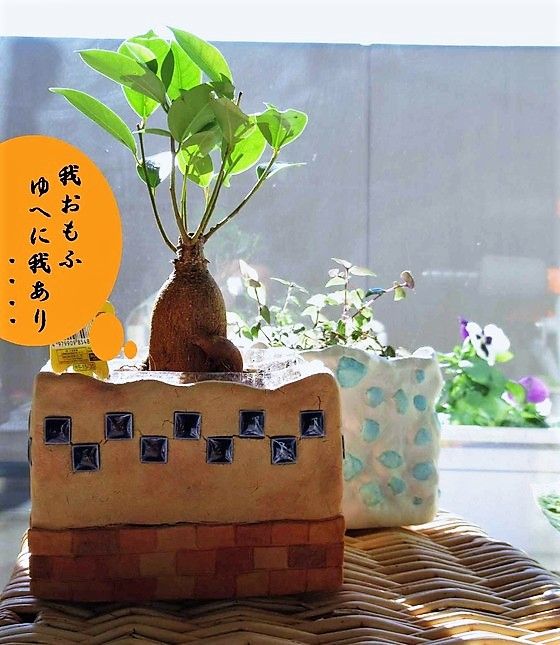 ベランダガーデン ダイソーの１００円ガジュマルで 石のついた盆栽を作る 印象派画家の勘違い New