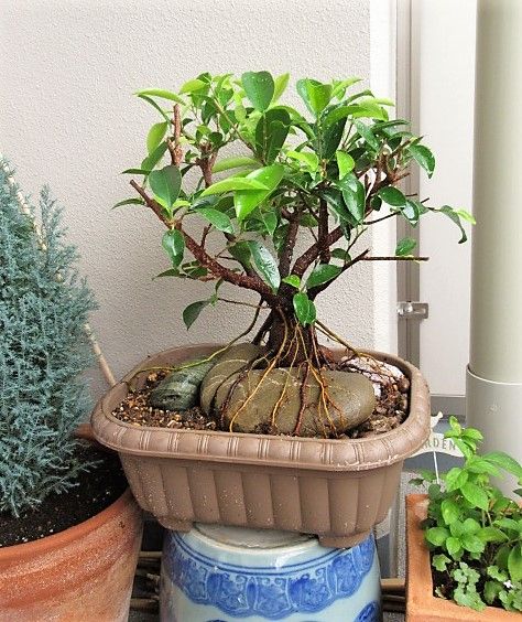 石付き盆栽 ガジュマル