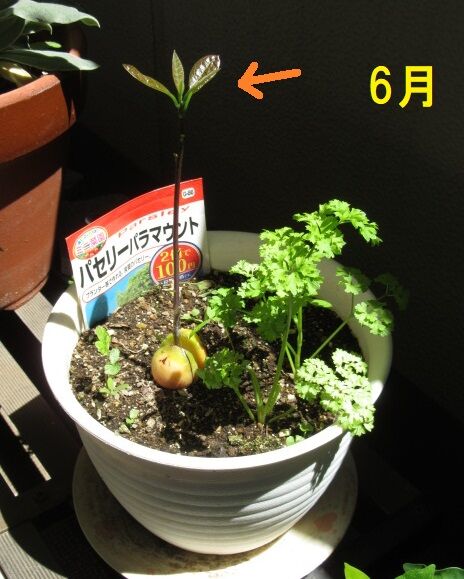 アボカドの木を 室内に入れたものの 葉っぱが枯れて来た 紅葉 印象派画家の勘違い New