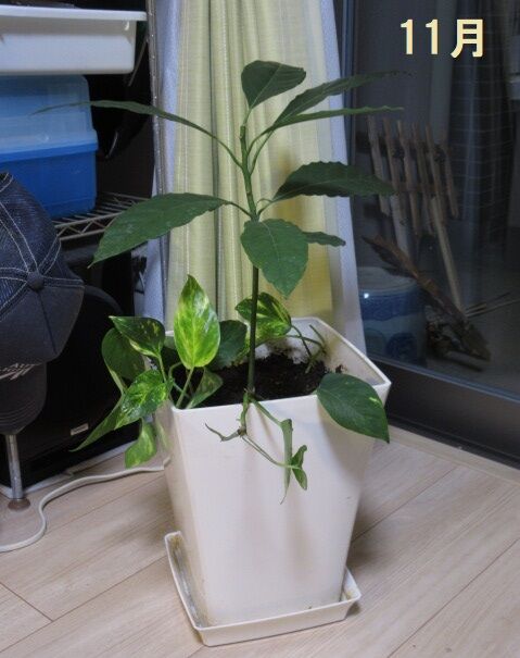 アボカドの木を 室内に入れたものの 葉っぱが枯れて来た 紅葉 印象派画家の勘違い New