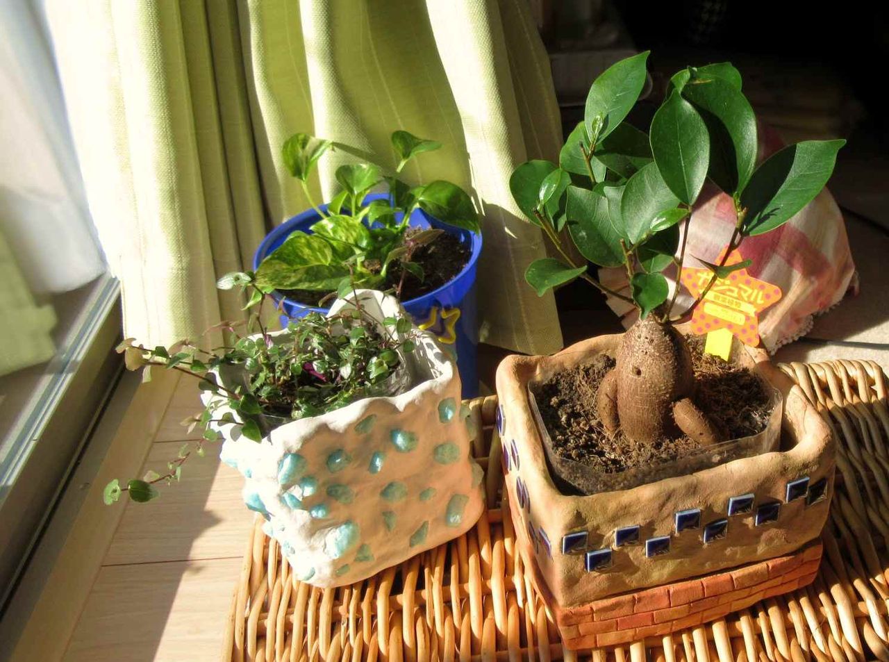 ダイソーで買ったガジュマル 新しい葉っぱが出てきた 印象派画家の勘違い New