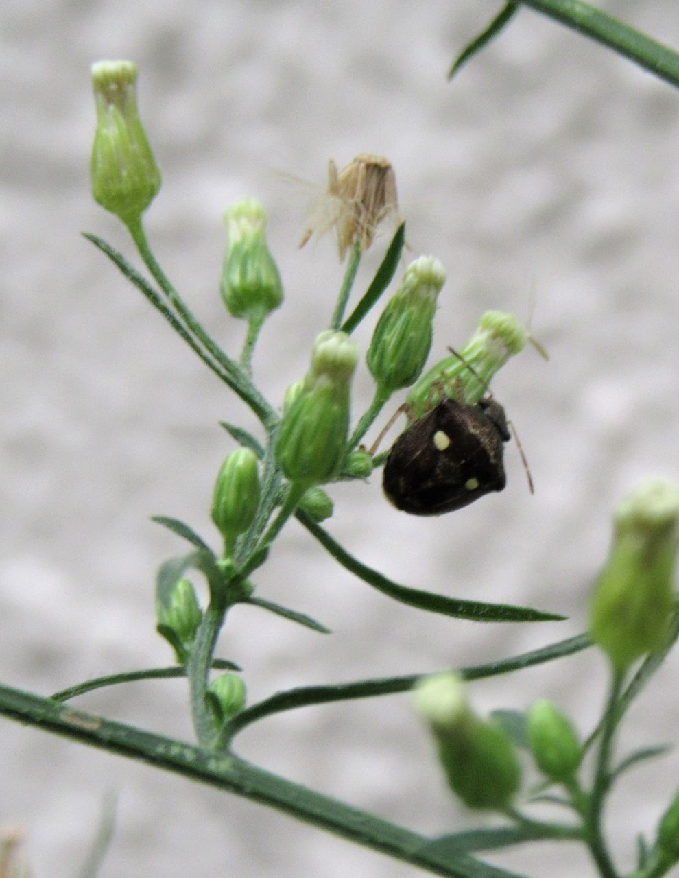 昆虫フォト 体長6mmくらいの 小さなカメムシ バイブレント昆虫写真 New 昆虫フォト 体長6mmくらいの 小さなカメムシ バイブレント昆虫写真 New
