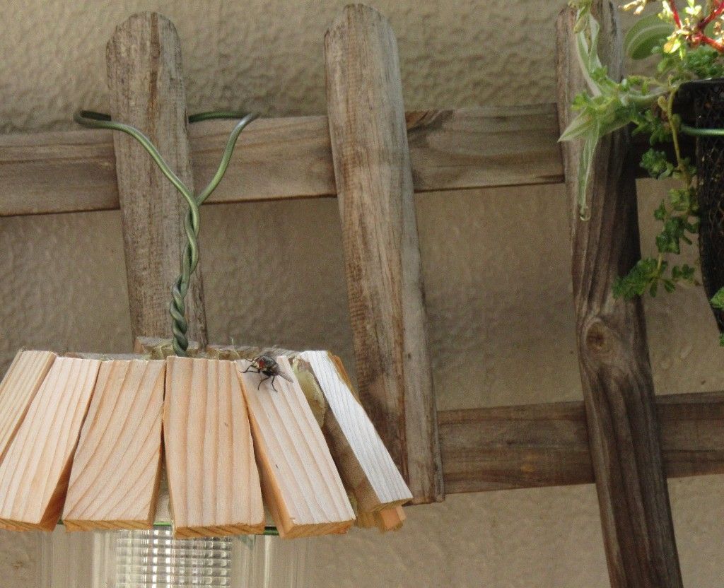 昆虫フォト ベランダガーデンに来たイエバエの一種 バイブレント昆虫写真 New