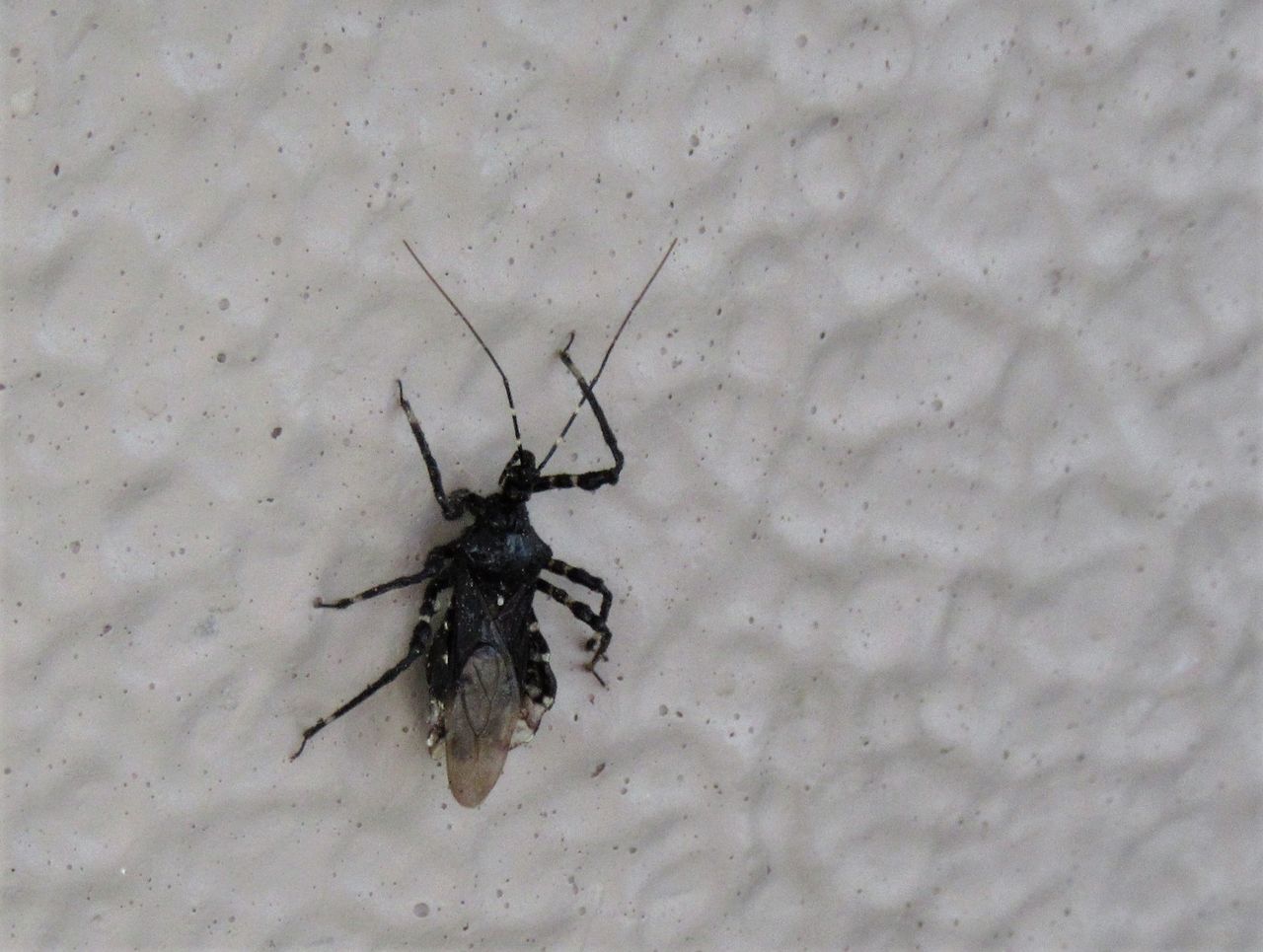昆虫フォト ベランダに来た黒い虫 カメムシの一種か バイブレント昆虫写真 New