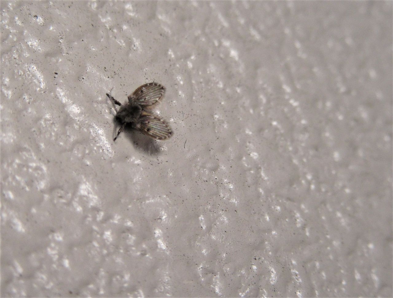 夏 小さい 虫 部屋に小さな虫が大量発生していて困っています コバエよりも小さく 1