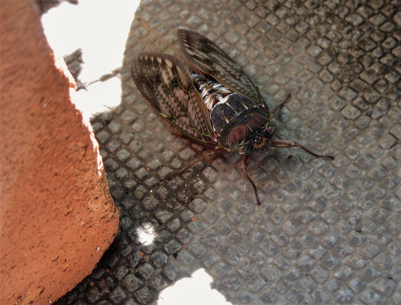 昆虫フォト 死にかけのアブラゼミが ベランダに来た バイブレント昆虫写真 New 昆虫フォト 死にかけのアブラゼミが ベランダに来た バイブレント昆虫写真 New