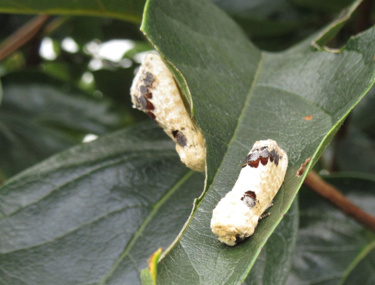 昆虫フォト 白くてもふもふ クロモンシャチホコ 蛾 バイブレント昆虫写真 New 昆虫フォト 白くてもふもふ クロモンシャチホコ 蛾 バイブレント昆虫写真 New