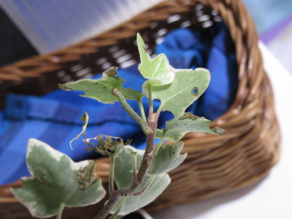 昆虫写真 幼虫写真あり シャクトリムシが私の観葉植物をたべていた 笑 バイブレント昆虫写真 New 昆虫写真 幼虫写真あり シャクトリムシが私の観葉植物をたべていた 笑 バイブレント昆虫写真 New