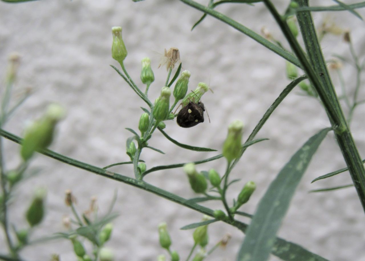 昆虫フォト 体長6mmくらいの 小さなカメムシ バイブレント昆虫写真 New 昆虫フォト 体長6mmくらいの 小さなカメムシ バイブレント昆虫写真 New