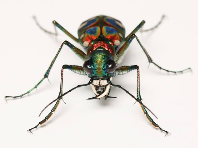 虫画像注意 ハンミョウとかいう甲虫 めちゃくちゃカッコいい できらぁ速報 虫画像注意 ハンミョウとかいう甲虫 めちゃくちゃカッコいい できらぁ速報