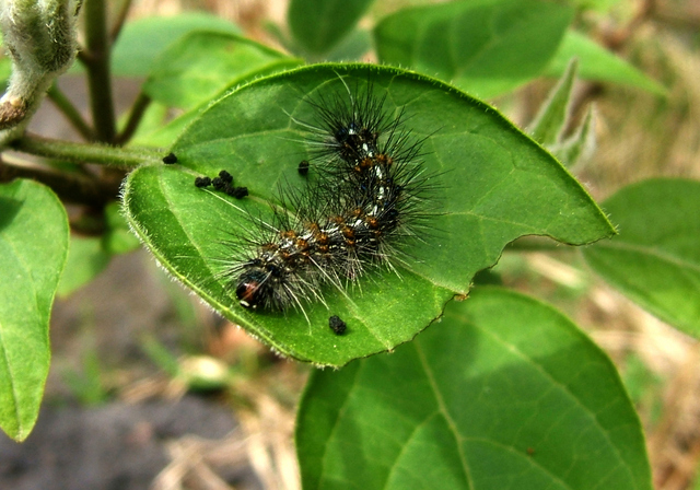 ガーデニングに効果的な害虫対策とは 害虫の種類 家庭菜園や庭木 家の害虫対策と駆除方法