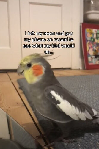 amass 1/2 pick up 「オカメインコがSeptember完コピ！」など