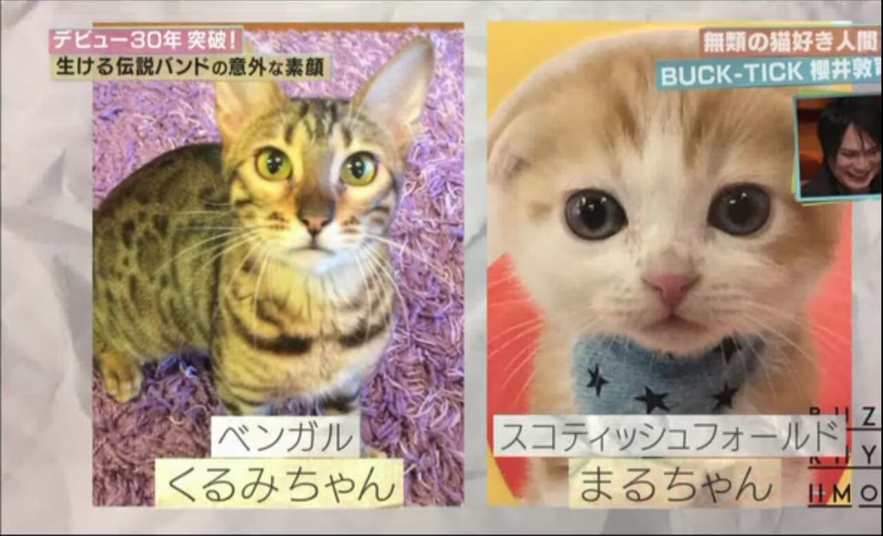 Buck Tick櫻井敦司の猫 くるみちゃんの種類は かわいい画像も多数 V Rockマニア