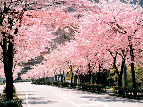 桜